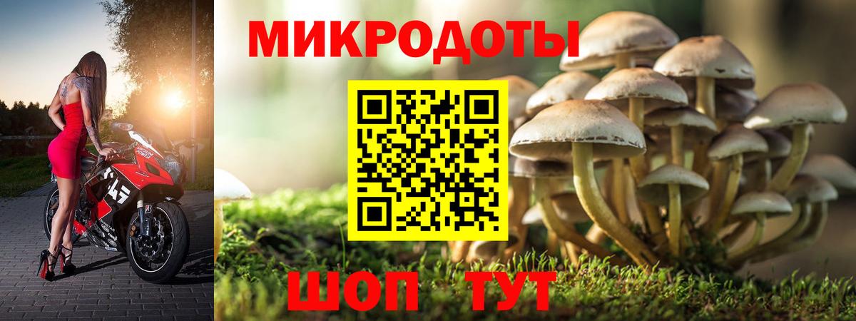 Псилоцибиновые грибы Psilocybe  Вход с VPN  Чайковский 
